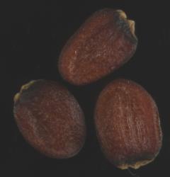 Cardamine pratensis. Seeds.
 Image: P.B. Heenan © Landcare Research 2019 CC BY 3.0 NZ